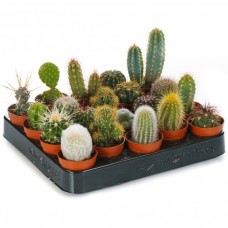 Cactus Mixed House Plants X 20