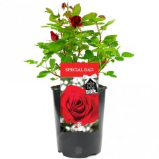 Special Dad Rose - Gift for Dad