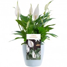 China Wedding Peace Lily - 20Th Wedding Anniversary Gift