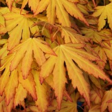 Acer palmatum Orange Dream (50-70cm (Incl. Pot))