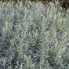 Lavandula (Lavender)