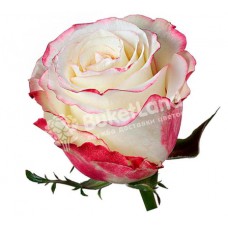 Ecuadorian rose 80 cm in stock