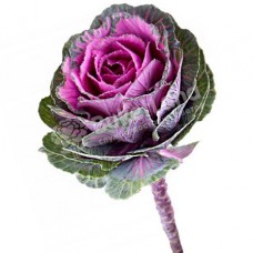 Brassica