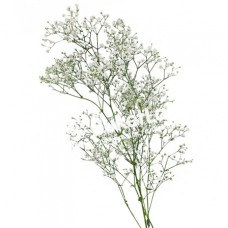 Gypsophila in assortment