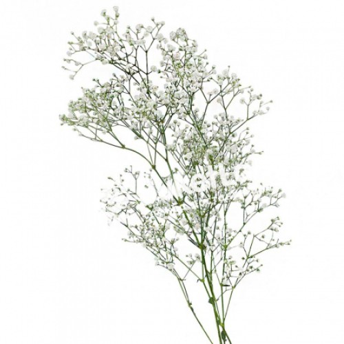Gypsophila in assortment