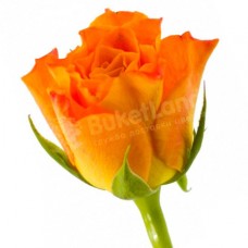 Kenyan rose 50 cm in stock