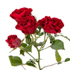 Rose spray 60 cm in stock