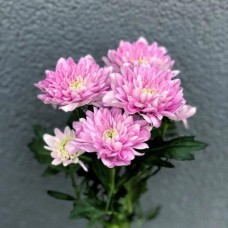 Chrysanthemum in assortment