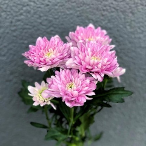 Chrysanthemum in assortment