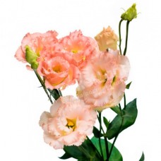 Eustoma in the assortment