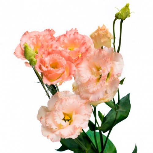 Eustoma in the assortment