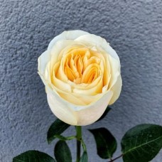 Pion-shaped rose in assortment