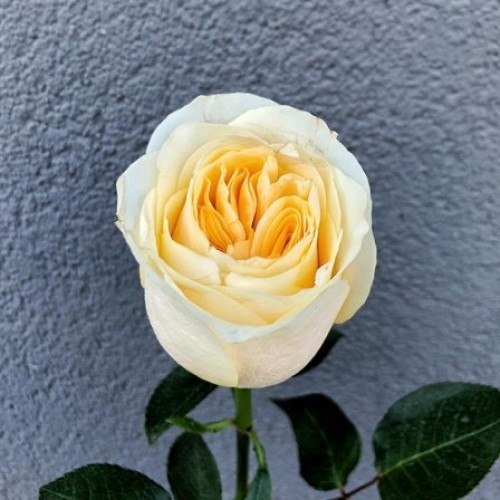 Pion-shaped rose in assortment