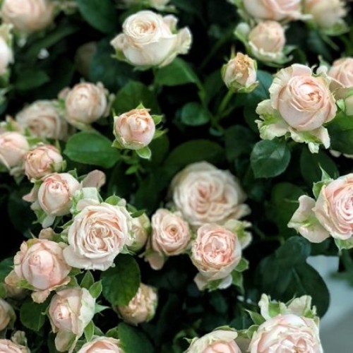 Shrub peony rose Bombastic 50-60 cm