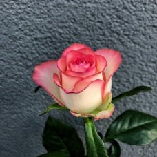Rose Dzhumilia 80 cm