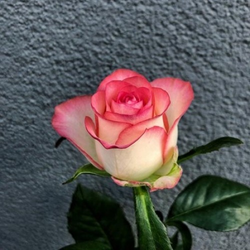 Rose Dzhumilia 80 cm
