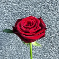 Rose red Grand Prix 80 cm