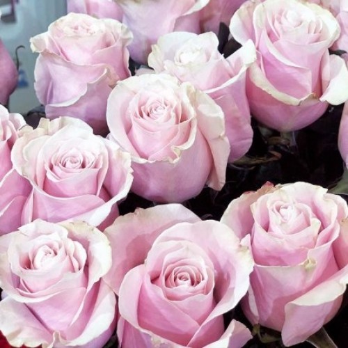 Dutch pink rose Pink Mondial 80 cm