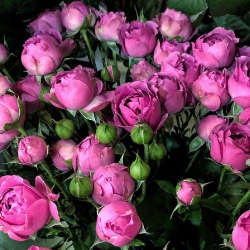 Shrub pink rose Misty Bubbles 50-60 cm