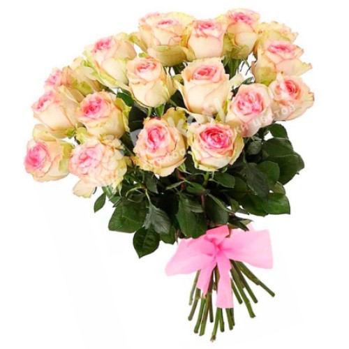 15 Ecuadorian roses 60 cm in stock (Usual)