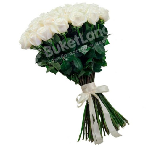 49 white Dutch roses Mondial / White Chocolate (Usual)