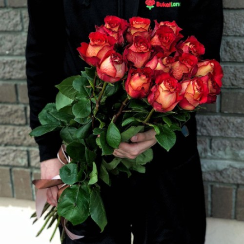 15 Ecuadorian Iguaza roses 80-90 cm (Usual)