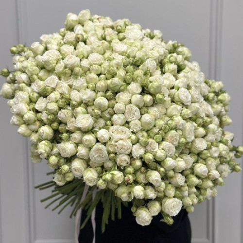 101 bush peony roses in assortment (Usual)