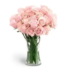 Capture Serenity with Flamingo Roses