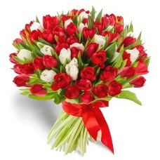 Passionate Red and White Tulips