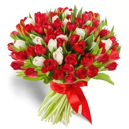 Passionate Red and White Tulips