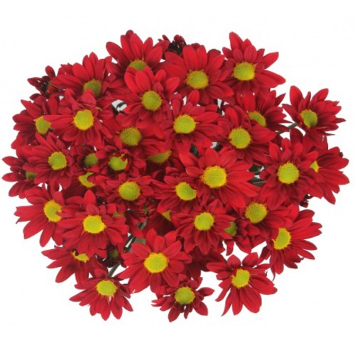 Bouquet Of Flowers 5 Spray Red Сhrysanthemums