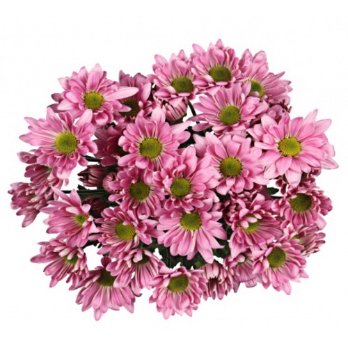 Bouquet Of Flowers 5 Spray Pink Сhrysanthemums Atlantis