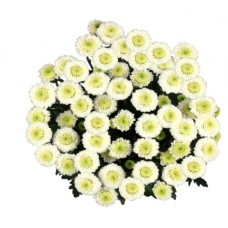 Bouquet Of Flowers 5 Spray White Сhrysanthemums "Santini"