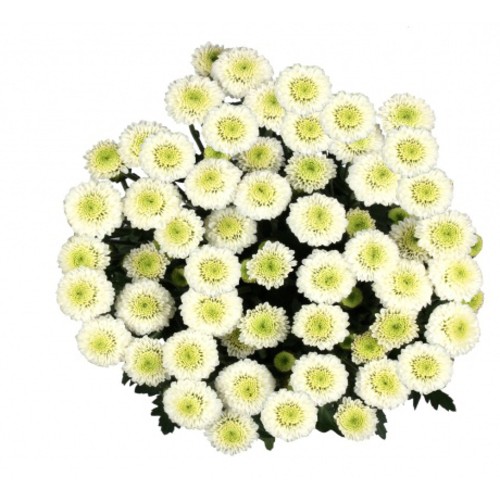 Bouquet Of Flowers 5 Spray White Сhrysanthemums 