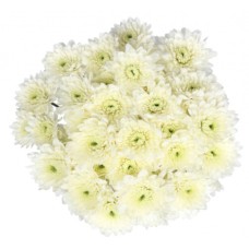Bouquet Of Flowers 5 Spray White Сhrysanthemums