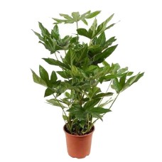 Potted Plant Fatsia