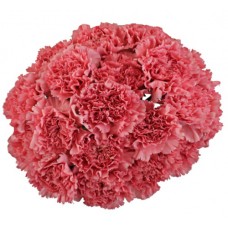 Bouquet Of 15 Pink Carnations Betsy