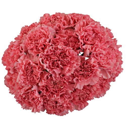 Bouquet Of 15 Pink Carnations Betsy
