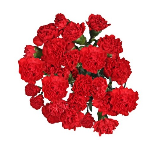 Bouquet Of 15 Red Spray Carnations