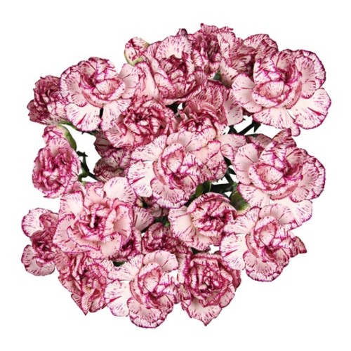 Bouquet Of 9 Purple Spray Carnations Puya