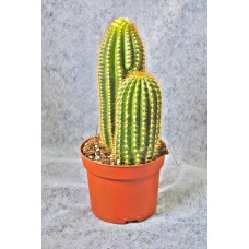 Potted Plant Cactus