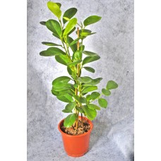 Potted Plant Ficus