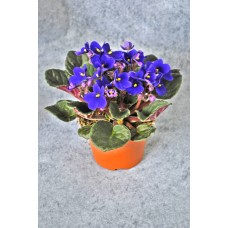 Potted Plant Violet