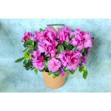 Azalea Potted Plant
