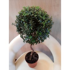 Potted Plant Myrtle
