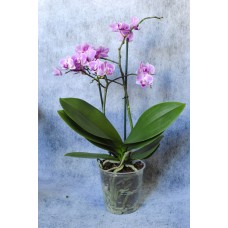 Purple Orchid Plant