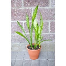 Potted Plant Sansevieria