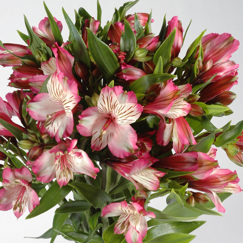 Flowers Bouquet 
