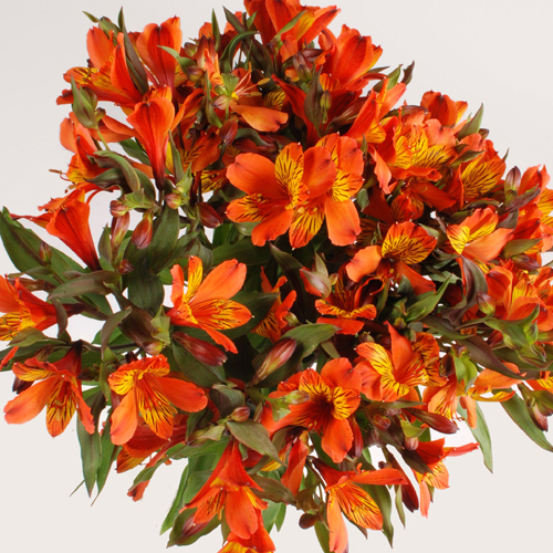 Flowers Bouquet 