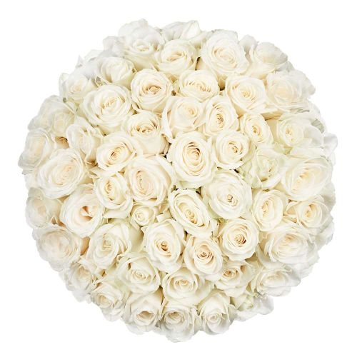 50 red roses | Florist